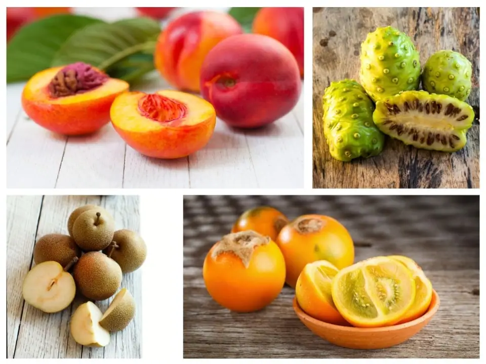 13 Fruits That Start with N