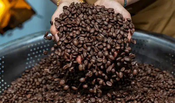 Vietnam Invests USD 50 Million in Major Coffee Project in Southern Laos