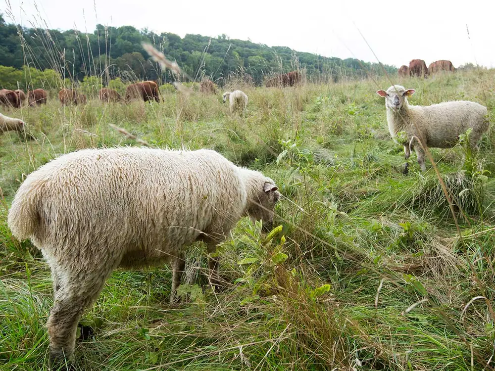 How Sustainable is Your Holiday Table?