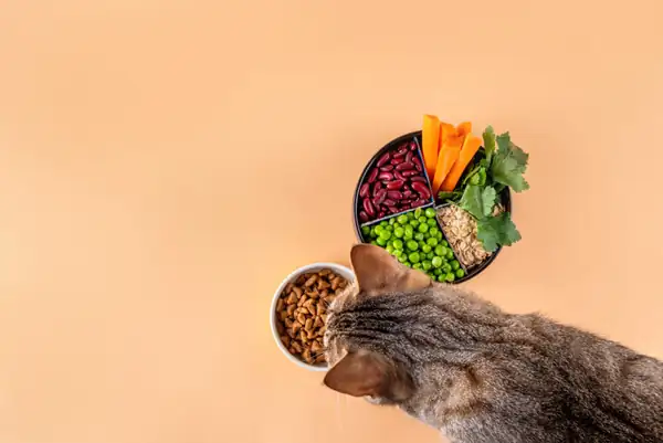 Study Finds Vegan Diets Are 'Well-Digested' By Both Dogs And Cats
