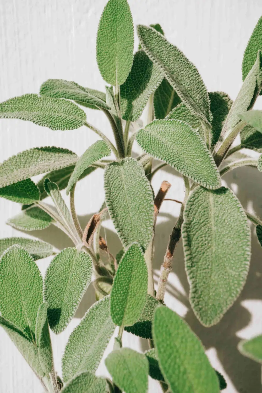 Tips on how to cut and multiply sage
