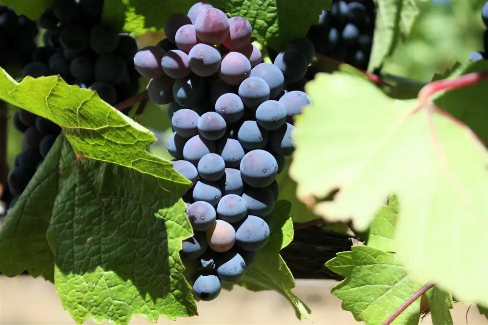 Argentine Pinot Noir: diversity, freshness and character