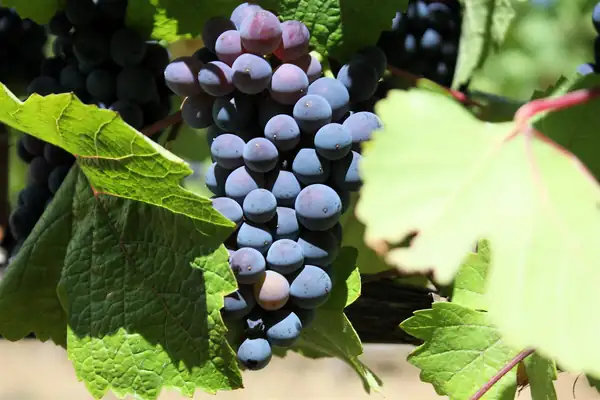 Argentine Pinot Noir: diversity, freshness and character