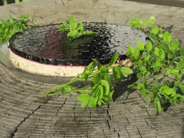 Blueberry-Marianne cheesecake