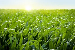 La gira de Pro Farmer sobre cultivos apunta a una cosecha de maíz en EE. UU. menor que la de 2025