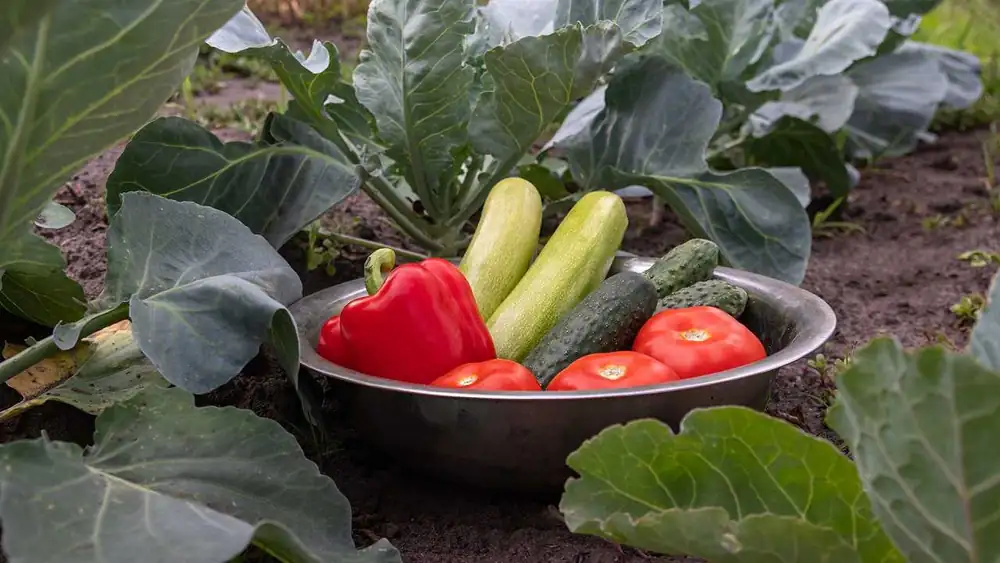 How the heat is driving down fruit and vegetable prices