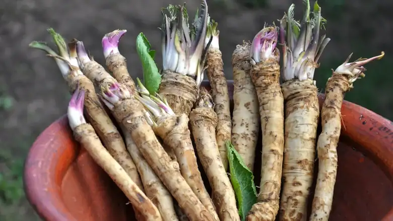 The Step You Shouldn't Skip When Cooking With Fresh Horseradish