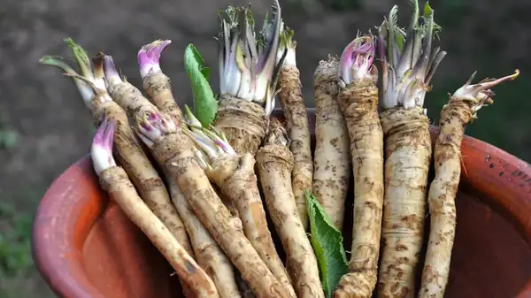 El paso que no debes saltarte al cocinar con rábano picante fresco