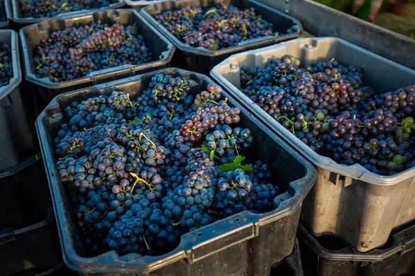Georgia forecasts its largest grape harvest since independence