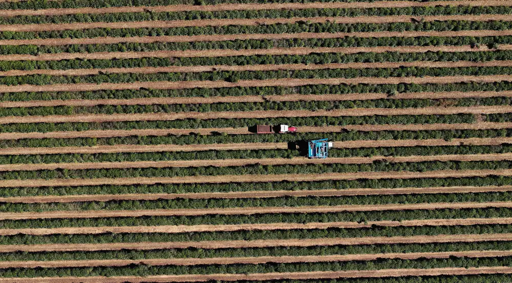 La floración temprana podría adelantar la nueva cosecha brasileña