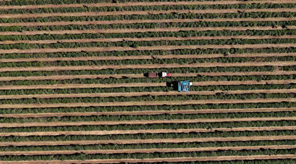 Early flowering could bring forward the new Brazilian harvest