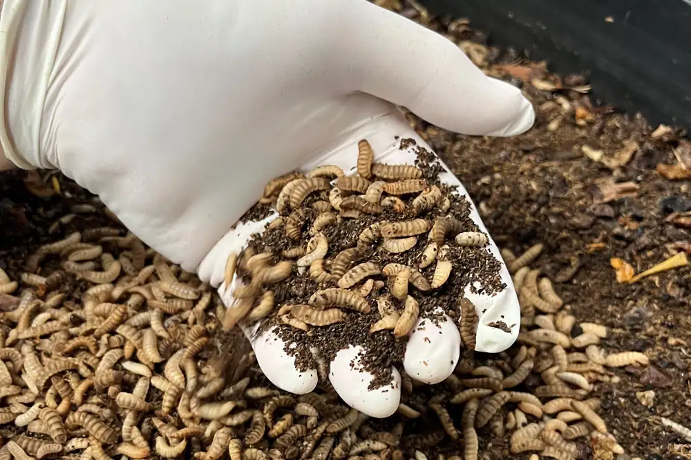 Insect farms and mock meat marketing: News from the alternative protein sector - hospitality