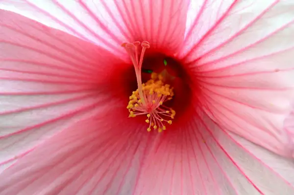 From hibiscus to pumpkin blossom: 10 edible flowers worth knowing
