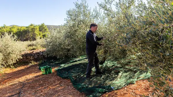 From Ancient Olive Trees to Michelin Recognition, Croatian Producers Redefine Agritourism