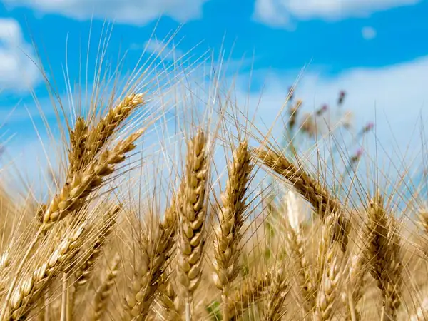 Back to the Wheat of the Future