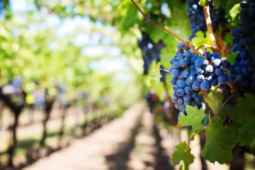 The foods we buy for back to school: healthy vs. preferred