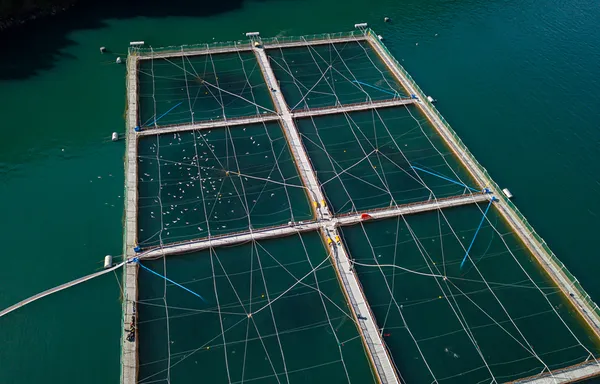 Chile starts shipping salmon to Nicaragua, strengthens Russian seafood connection