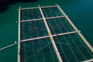 Chile starts shipping salmon to Nicaragua, strengthens Russian seafood connection