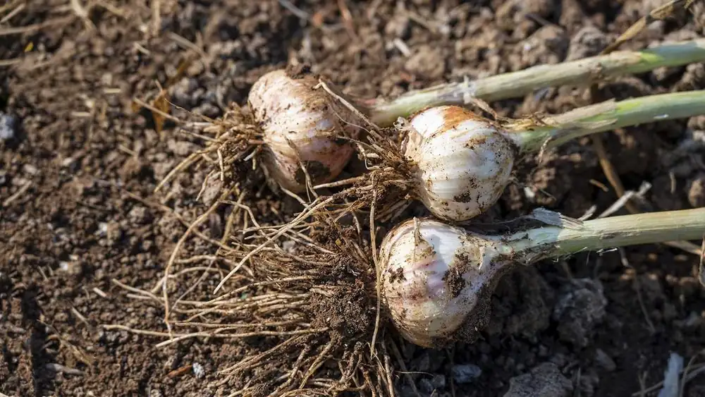 “Vampires Italians” is the association of garlic tasters that was missing