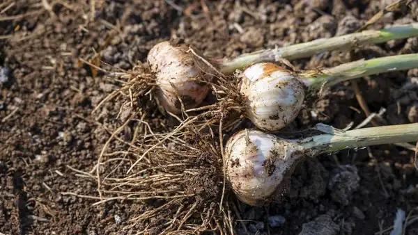 “Vampires Italians” is the association of garlic tasters that was missing