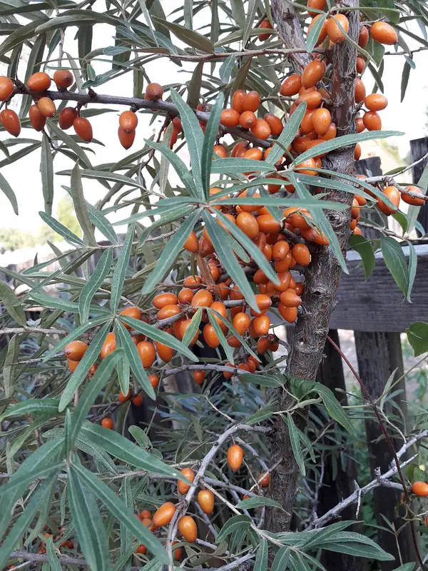 Sea buckthorn