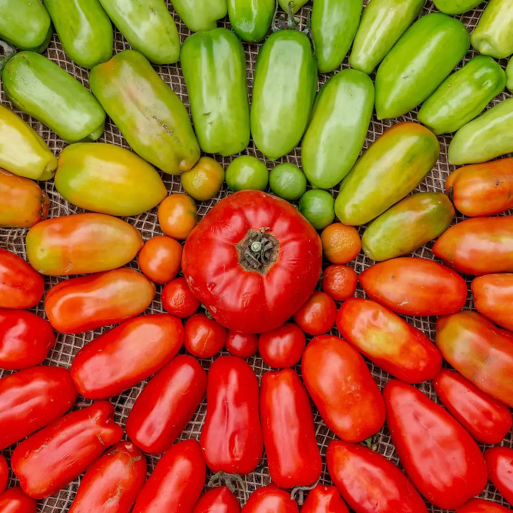 Can plant-grown proteins bring down the cost of cultivated meat?