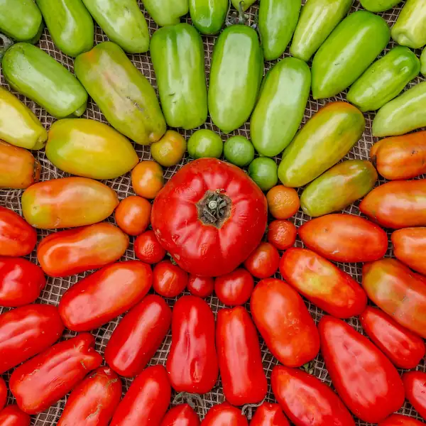 Can plant-grown proteins bring down the cost of cultivated meat?