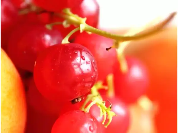 Receta de clafoutis de albaricoque y grosella roja