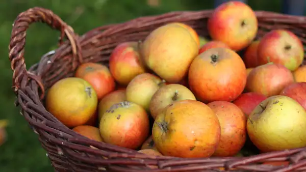 Not all apples are suitable for storage. Soft and overripe ones make great jams, snacks and jams