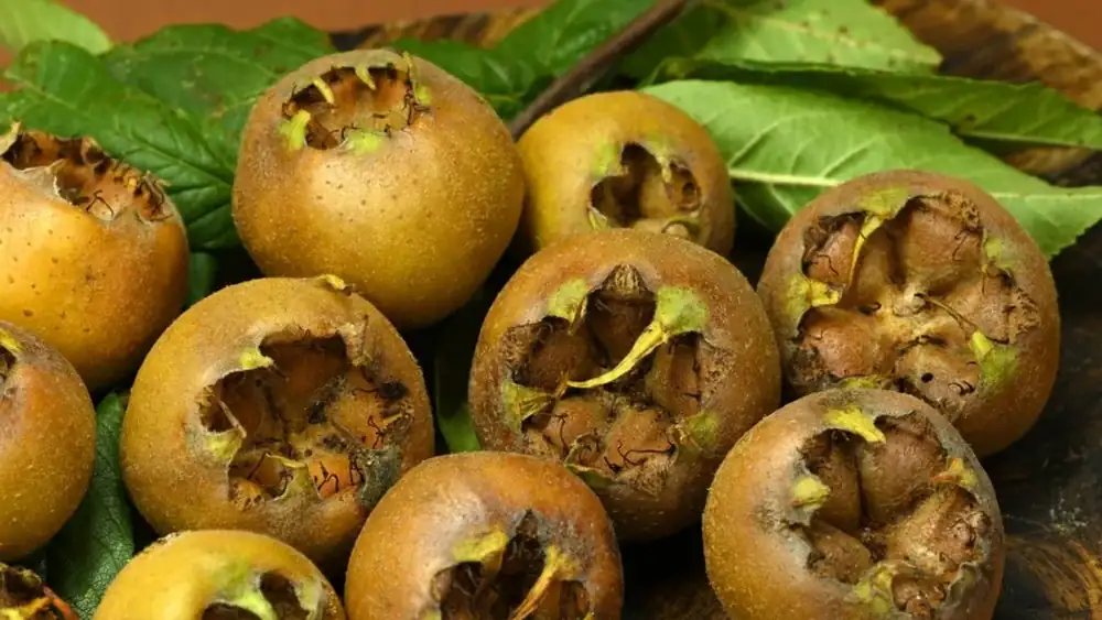 Ugly, but very delicious: this is why we love medlar