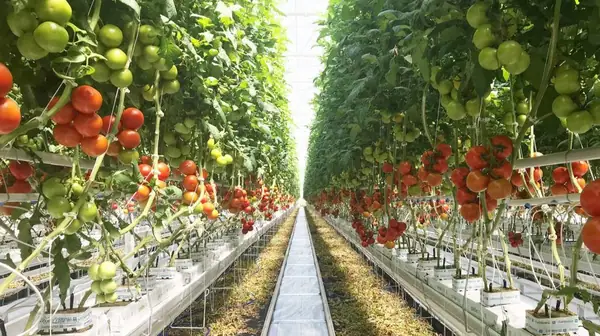 The Week in Agrifoodtech: Brevel's microalgae protein bags $8.4m, Brazil's Agrotools closes $21m, CHONEX raises $6m