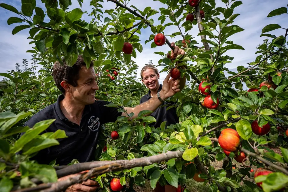 Thatchers begins earliest apple harvest in its 122-year history