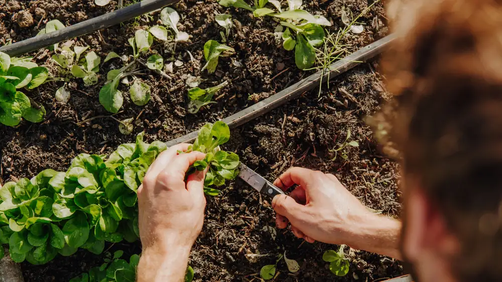 For A Winter-Spanning Harvest, Plant This Self-Seeding Vegetable In September