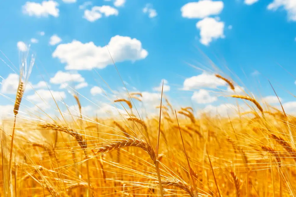 The new wheat is arriving: what could change in the dough from September?