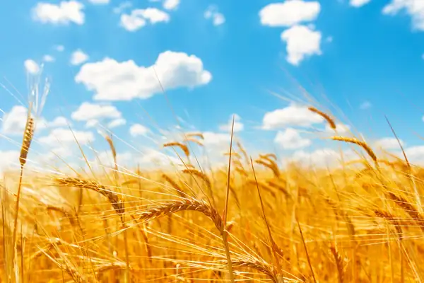 The new wheat is arriving: what could change in the dough from September?