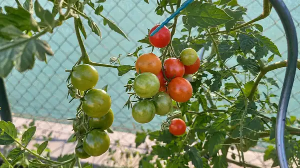 Harvest green tomatoes before the cold weather sets in. All you need is a box and the right temperature, a banana will speed up ripening