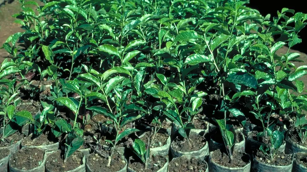 Tea varieties at a glance