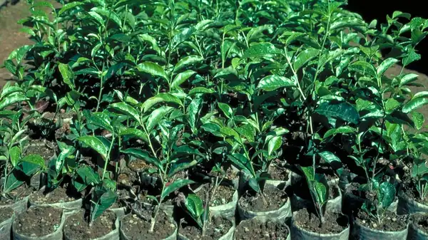Variedades de té de un vistazo