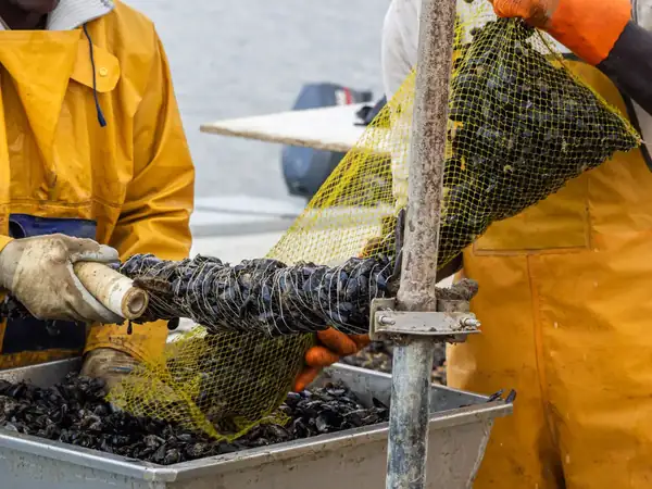 Mussels aren't just food: they can help clean water and reduce eutrophication