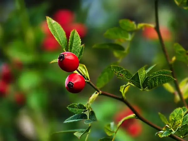 The wild fruit rosehip