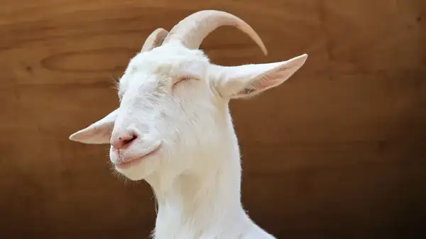 What Exactly Does Goat Milk Taste Like?
