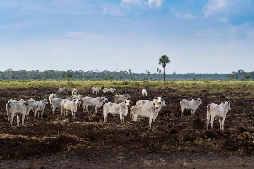 ProVeg International Expands to Brazil With First-Ever Office in South America