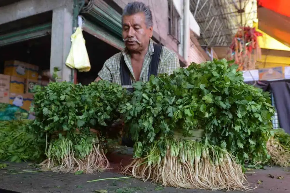 The drought is taking the flavor out of tacos, gorditas, and more. Cilantro prices have increased by 400%