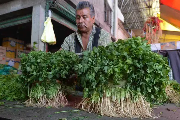 The drought is taking the flavor out of tacos, gorditas, and more. Cilantro prices have increased by 400%