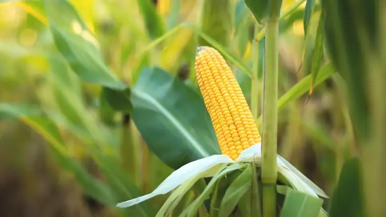 Which U.S. State Produces The Most Corn?