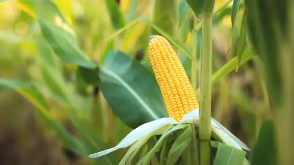 Which U.S. State Produces The Most Corn?