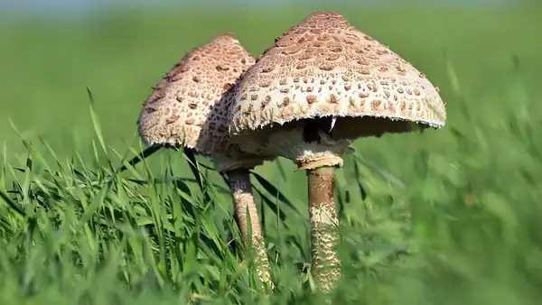 Don't be afraid to pick undeveloped buds. A simple procedure will help them expand their cap