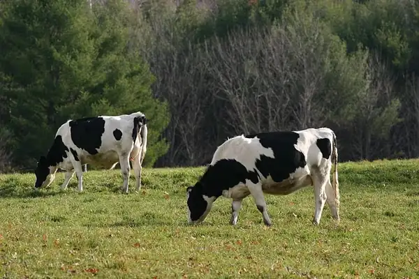 Les Mousquetaires’ €5m Investment Boosts French Beef Sector