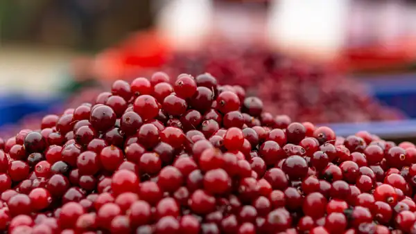 The Bouncing Test That Will Help Determine The Ripeness Of Cranberries