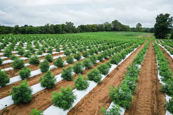 Why Are Hemp Food Products Struggling to Break Through?